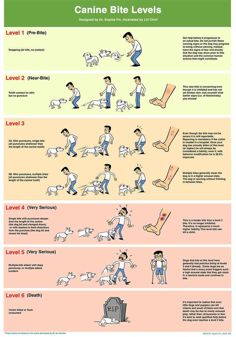 Not all dog bites are created equal. It is important to determine the “level” of the bite and note any details of what happened before and after it occurred.