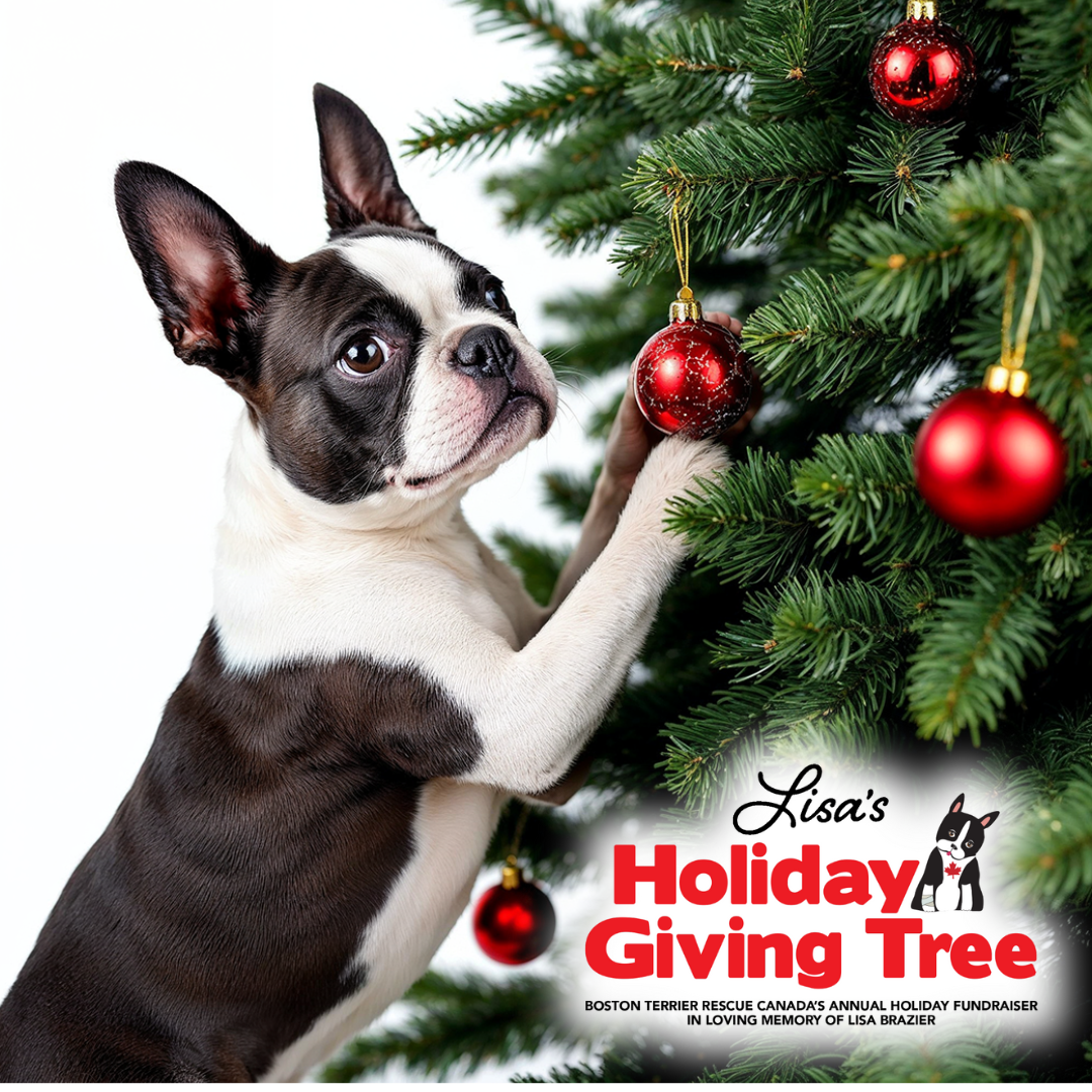 Donate by e-Transfer Giving Tree.zip - 2