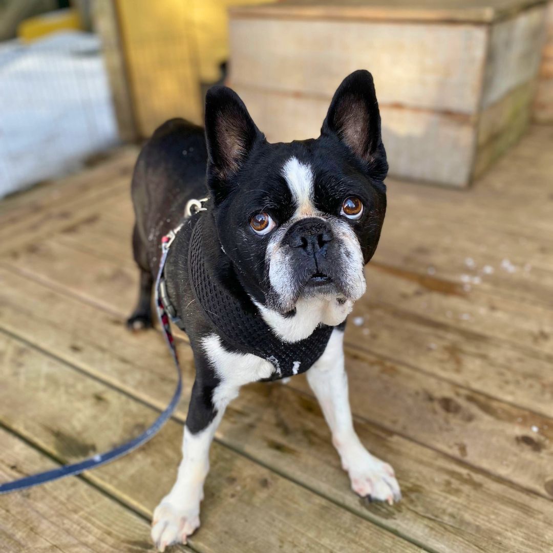 Lou-Ella – Boston Terrier Rescue Canada