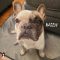 Maizey