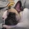 Maizey