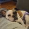 Maizey