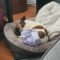 Maizey