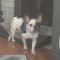 Maizey