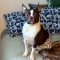 Dasher