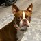 Bruno