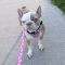 Lola