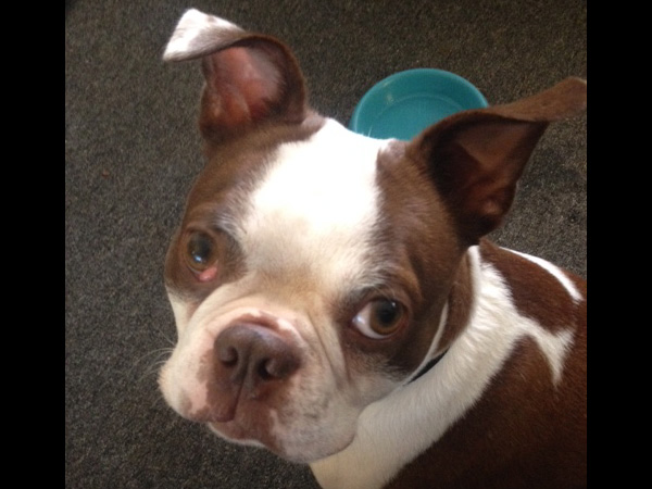 why is my boston terrier eyes red? 2