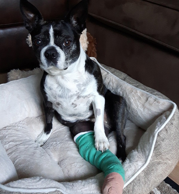 Maggy needs your help! Boston Terrier Rescue Canada